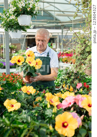 Mature male employee of garden shopping center inspects product, pot with hibiscus. 123604327