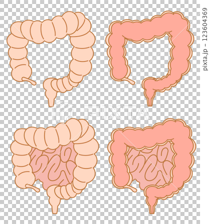 Large intestine internal illustration set 123604369