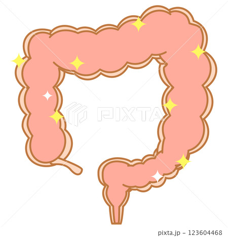 清潔な大腸 123604468