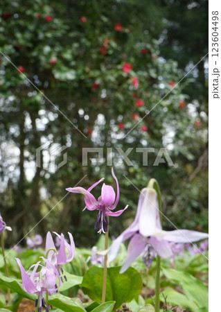 富山県富山市の猿倉山　かたくりの花　群生地 123604498