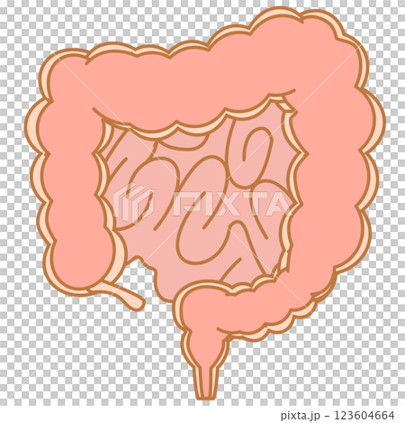 General view of the large intestine and small intestine 123604664
