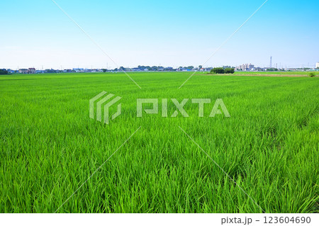 首都圏　夏の田園風景　古谷付近　川越市 123604690
