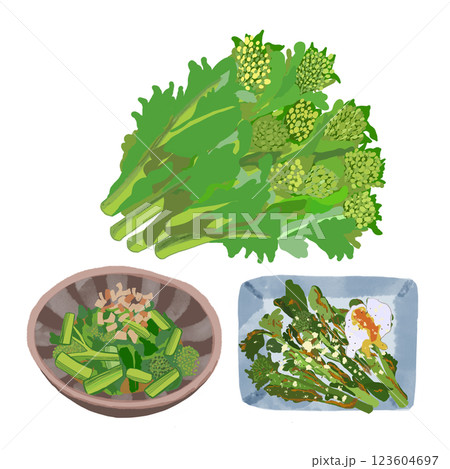 菜の花のイラスト 123604697