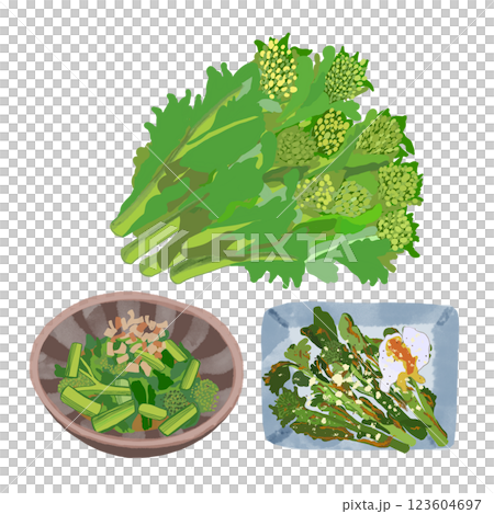 菜の花のイラスト 123604697