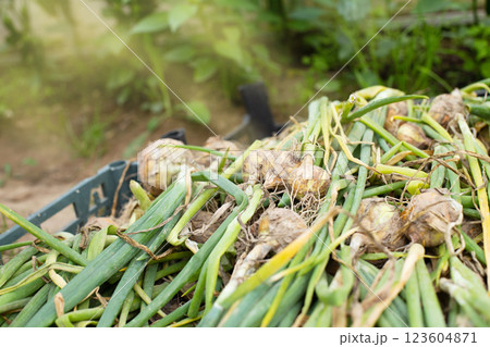 Fresh ripe harvested onion in basket in the field. 123604871