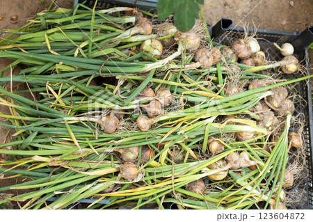 Fresh ripe harvested onion in basket in the field. Fresh ripe harvested onion in basket in the field. 123604872