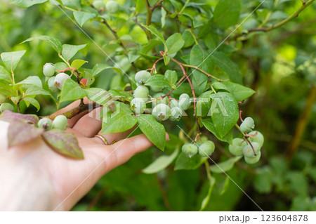 woman's hand holding branch of unripe blueberry in the garden woman's hand holding branch of unripe blueberry in the garden 123604878