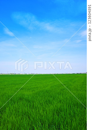 首都圏 夏の田園風景 古谷付近 川越市 首都圏 夏の田園風景 古谷付近 川越市 123604891