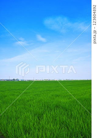 首都圏 夏の田園風景 古谷付近 川越市 首都圏 夏の田園風景 古谷付近 川越市 123604892