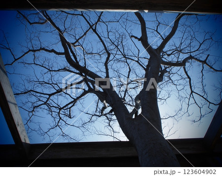 青空に伸びる木 青空に伸びる木 123604902