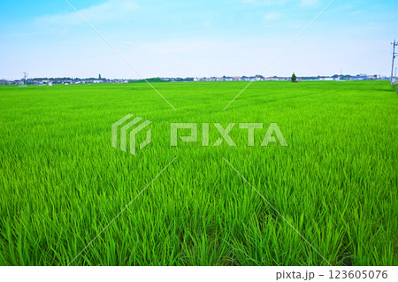 首都圏　夏の田園風景　古谷付近　川越市 123605076