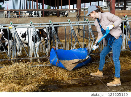 Woman farmer feeding calves in cowshed Woman farmer feeding calves in cowshed 123605130