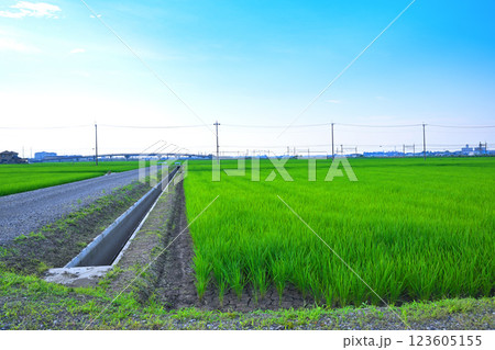 首都圏 夏の田園風景 古谷付近 川越市 首都圏 夏の田園風景 古谷付近 川越市 123605155