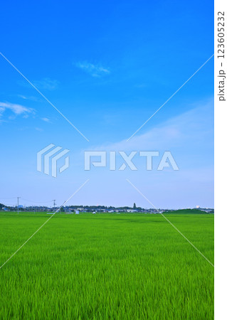 首都圏 夏の田園風景 古谷付近 川越市 首都圏 夏の田園風景 古谷付近 川越市 123605232