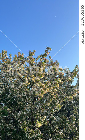 花と月 花と月 123605365