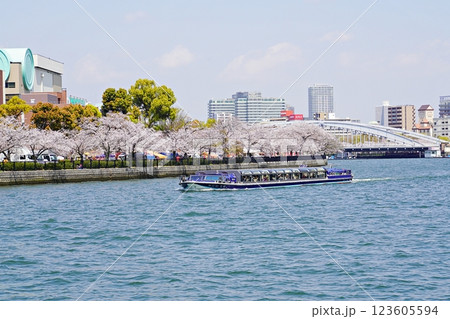 大阪 大川と桜 造幣局と桜宮橋付近の桜と水上バス(アクアライナー)(晩春) 123605594