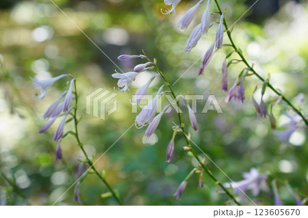 優雅に咲くギボウシの花 優雅に咲くギボウシの花 123605670