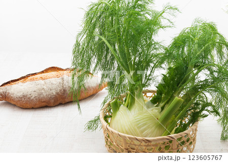 ハーブ　フェンネル（ウイキョウ） 123605767