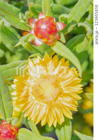 家の周りの草花 四季の色々 夏の花壇を美しく彩どる ムギワラギクの花が咲きました 家の周りの草花 四季の色々 夏の花壇を美しく彩どる ムギワラギクの花が咲きました 123605838