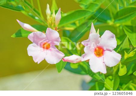 家の周りの草花　四季の色々　夏植物園の花壇に美しく鮮やかな光沢の花マンデビラが咲きました 123605846