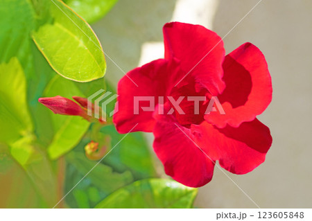 家の周りの草花 四季の色々 夏植物園の花壇に美しく鮮やかな光沢の花マンデビラが咲きました 家の周りの草花 四季の色々 夏植物園の花壇に美しく鮮やかな光沢の花マンデビラが咲きました 123605848