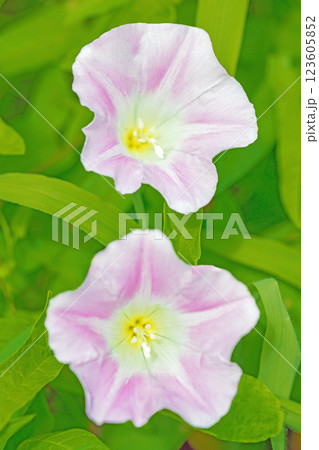 家の周りの草花　四季の色々　真夏の太陽に輝く　里山の草原に美しく輝く紫色の花ヒルガオが咲いています 123605852