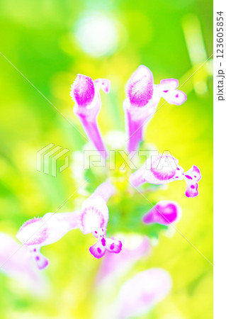 家の周りの草花 四季の色々 春早く菜園一面にホトケノザが美しいピンクの花を咲かせています 家の周りの草花 四季の色々 春早く菜園一面にホトケノザが美しいピンクの花を咲かせています 123605854