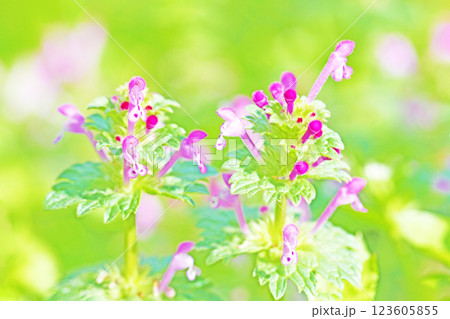 家の周りの草花 四季の色々 春早く菜園一面にホトケノザが美しいピンクの花を咲かせています 家の周りの草花 四季の色々 春早く菜園一面にホトケノザが美しいピンクの花を咲かせています 123605855