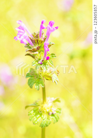 家の周りの草花 四季の色々 春早く菜園一面にホトケノザが美しいピンクの花を咲かせています 家の周りの草花 四季の色々 春早く菜園一面にホトケノザが美しいピンクの花を咲かせています 123605857