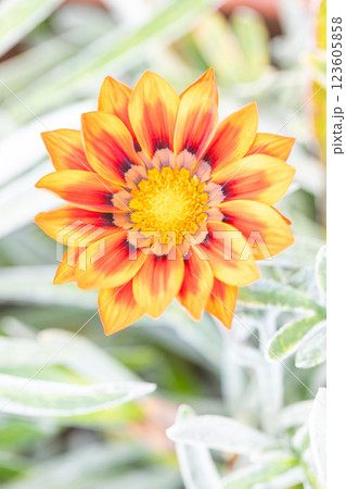 家の周りの草花 四季の色々 植物園の花壇に美しい鮮やかな花を咲かせています 花ガザニア 家の周りの草花 四季の色々 植物園の花壇に美しい鮮やかな花を咲かせています 花ガザニア 123605858