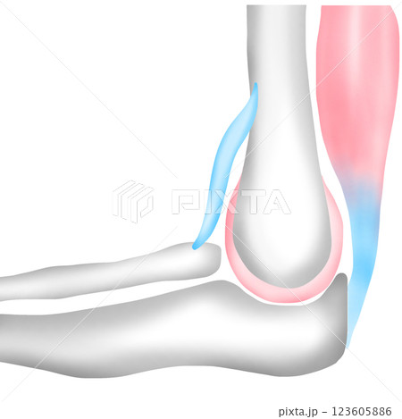 Bones Connect to Other Bones with Ligaments and to Muscles with Tendons Bones Connect to Other Bones with Ligaments and to Muscles with Tendons 123605886