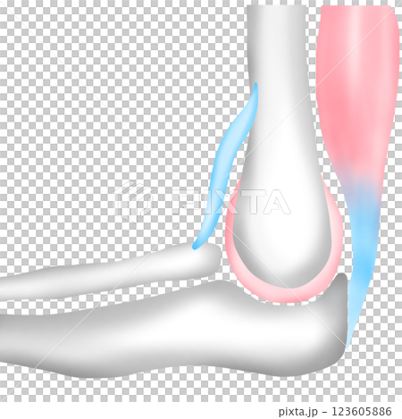Bones Connect to Other Bones with Ligaments and to Muscles with Tendons Bones Connect to Other Bones with Ligaments and to Muscles with Tendons 123605886