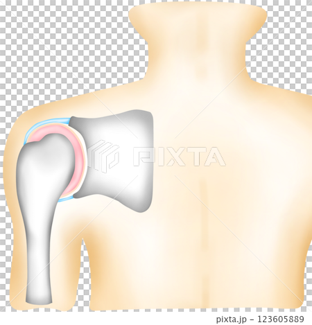 Shoulder Joint Bones with Ligaments 123605889