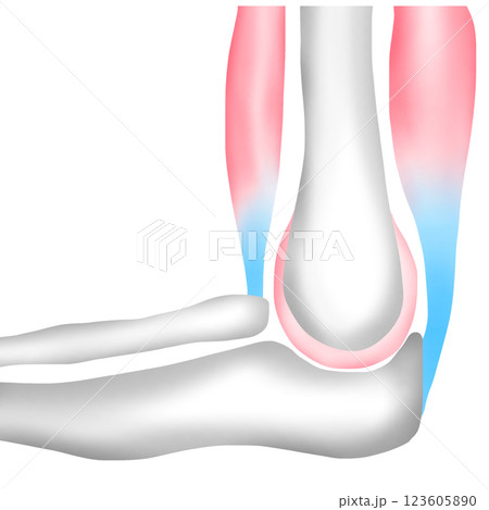 The Arm Bones at the Elbow Connect to Muscles with Tendons The Arm Bones at the Elbow Connect to Muscles with Tendons 123605890