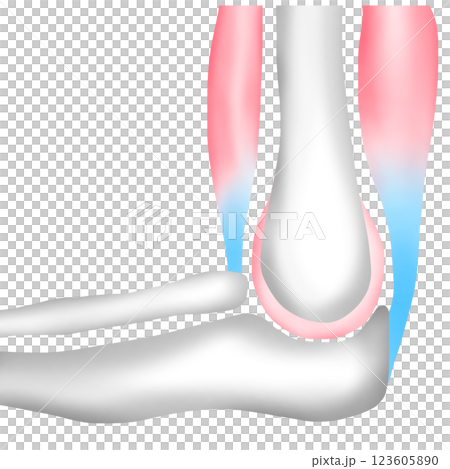 The Arm Bones at the Elbow Connect to Muscles with Tendons The Arm Bones at the Elbow Connect to Muscles with Tendons 123605890