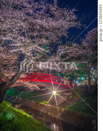 福島県須賀川市  翠ヶ丘公園 夜桜 123605893