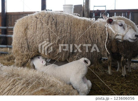 おっぱいを飲む子羊 123606056