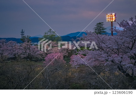 栃木県矢板市  長峰公園 桜の季節 123606190