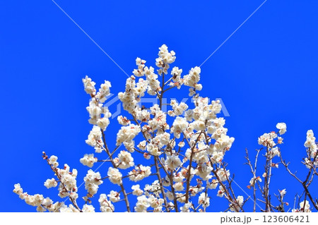 白い梅　白加賀（しろかが）　　 123606421