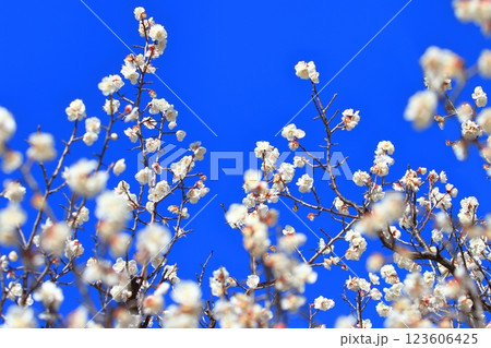 白い梅　白加賀（しろかが）　　 123606425