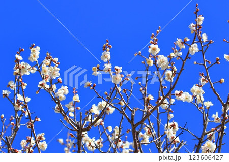 白い梅　白加賀（しろかが）　　 123606427