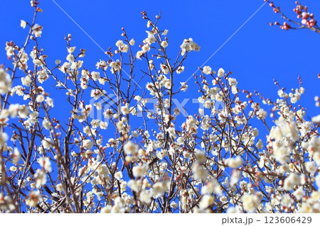 白い梅　白加賀（しろかが）　　 123606429