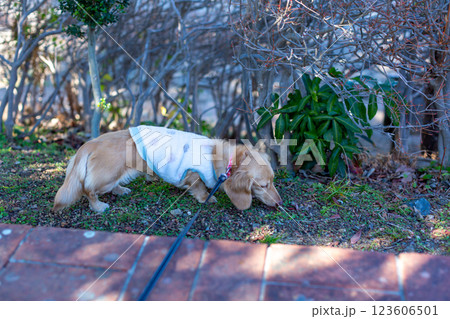 公園で散歩をするダックスフンド 123606501