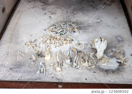 犬の葬儀　愛犬の遺骨 123606502