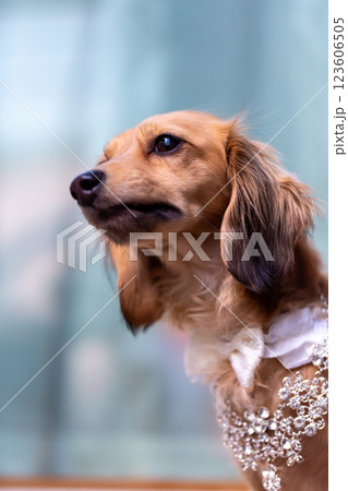 お洒落したカニンヘンダックスフンド　ダックス 123606505