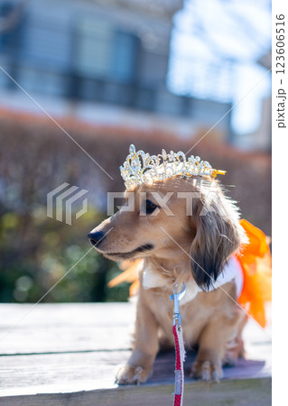 公園で遊ぶカニンヘンダックス　ダックスフンド 123606516