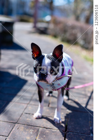 公園で遊ぶ愛犬　ボストンテリア 123606518