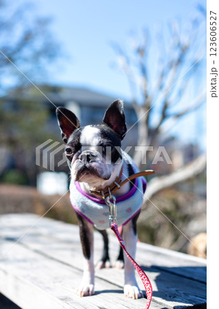 公園で遊ぶ愛犬 ボストンテリア 公園で遊ぶ愛犬 ボストンテリア 123606527