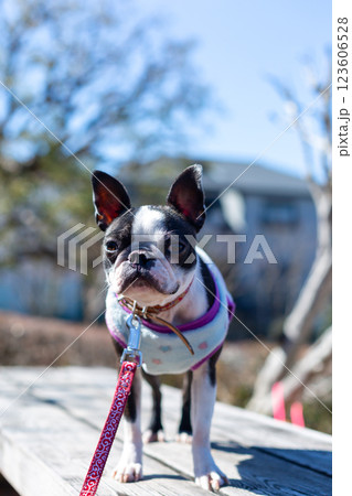公園で遊ぶ愛犬　ボストンテリア 123606528