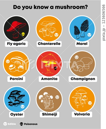 Vector infographic sticker set with various edible and poisonous mushroom isolated Vector infographic sticker set with various edible and poisonous mushroom isolated 123606566